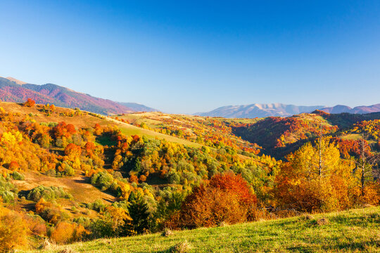 mountainous countryside scenery at sunset. cloudless sky above the rural valley. green fields and colorful trees on the hill. beautiful nature scenery of carpathians in autumn