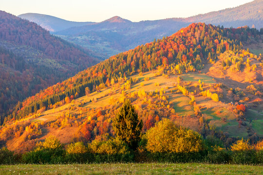 mountainous countryside scenery at sunset. cloudless sky above the rural valley. green fields and colorful trees on the hill. beautiful nature scenery of carpathians in autumn