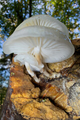 mushrooms on a tree © Yasin