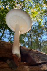 mushrooms on a tree © Yasin