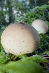 mushroom in the forest © Yasin