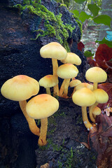 mushrooms in the forest © Yasin
