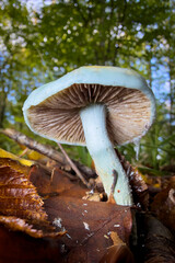 mushroom in the forest © Yasin