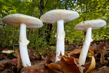 mushrooms in the forest © Yasin
