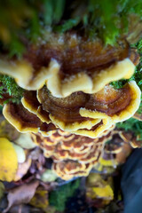 mushrooms on a tree © Yasin