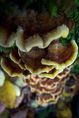 mushrooms on a tree © Yasin