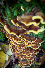 mushroom on the ground © Yasin