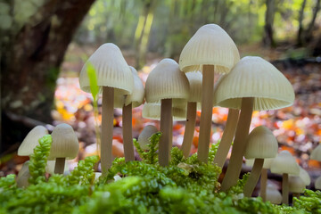 mushrooms in the forest © Yasin