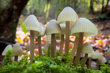 mushroom in the forest © Yasin