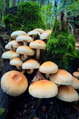 mushrooms in the forest © Yasin