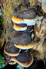 mushrooms on a tree © Yasin