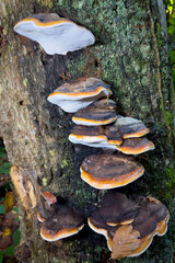 mushrooms on a tree © Yasin