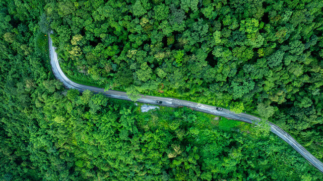 Aerial view of a winding forest road surrounded by dense tropical trees, representing ESG leadership, Sustainability Report, Annual Report, Green Finance, Net Zero Strategy, Carbon Credit initiatives