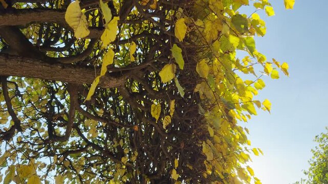 POV walkthrough of an empty autumn tree canopy shot on stabilizer. Smooth forward camera motion, no people. A calm, serene mood fills Catherine Park, Pushkin, Saint Petersburg.