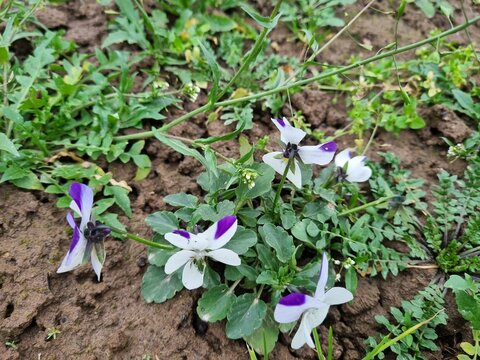 Wild purple and white flowers blooming in green grass in late autumn 