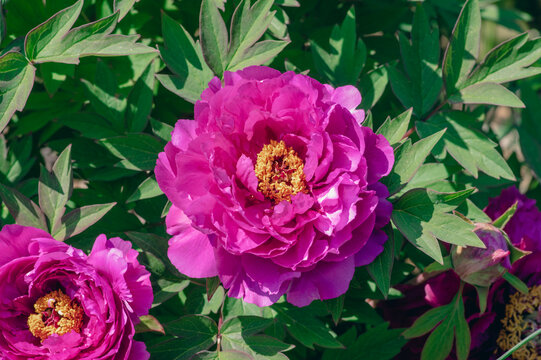 Magenta tree peony flowers with layered petals and golden stamens surrounded by deeply divided green foliage in sunlight