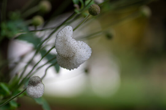 Heart-shaped fluffy seed head of Japanese anemone after flowering with soft bokeh showcasing delicate autumn garden details