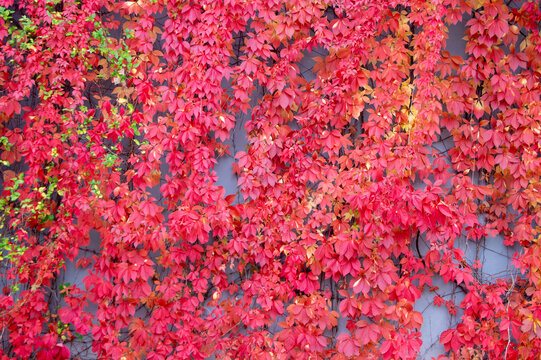 Parthenocissus quinquefolia Virginia creeper with vibrant red autumn leaves covering wall creating colorful natural background