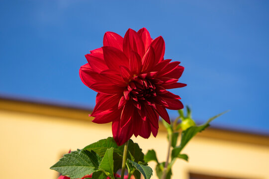 Deep red decorative dahlia flower blooming in the garden during late summer and autumn