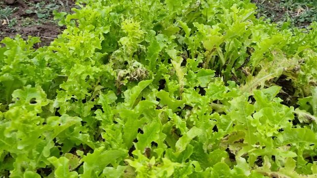 Fresh green lettuce growing in a vegetable garden bed in autumn