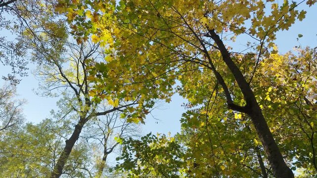 Golden trees rotate above in Catherine Park, Pushkin, Saint Petersburg, captured in a cinematic camera rotation shot on gimbal, no people. This serene view inspires peaceful wonder.