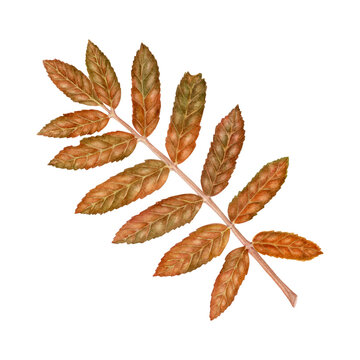 Rowan Leaves Watercolor Botanical Illustration. Hand-painted  branch with compound leaves in autumn shades. For woodland prints, fall designs, nature journals, and botanical stationery