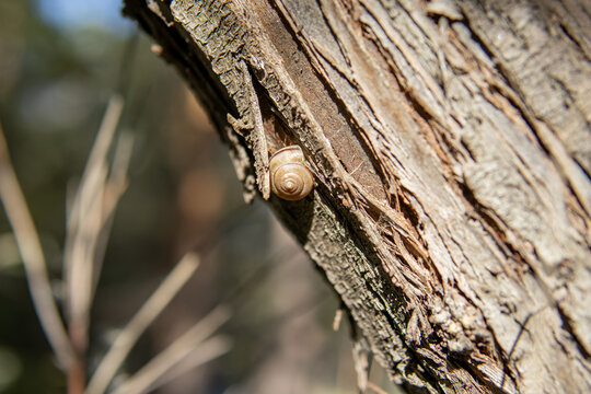 Small brown land snail crawling on the rough, cracked bark of a tree trunk outdoors. Close-up wildlife photography highlighting the natural texture of weathered wood and the tiny mollusk 