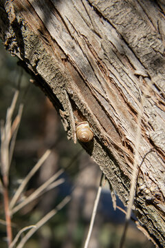 Small brown land snail crawling on the rough, cracked bark of a tree trunk outdoors. Close-up wildlife photography highlighting the natural texture of weathered wood and the tiny mollusk 