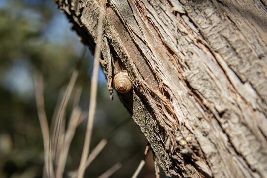 Small brown land snail crawling on the rough, cracked bark of a tree trunk outdoors. Close-up wildlife photography highlighting the natural texture of weathered wood and the tiny mollusk 