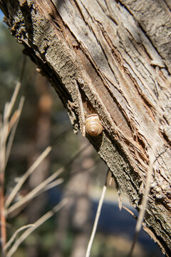 Small brown land snail crawling on the rough, cracked bark of a tree trunk outdoors. Close-up wildlife photography highlighting the natural texture of weathered wood and the tiny mollusk 