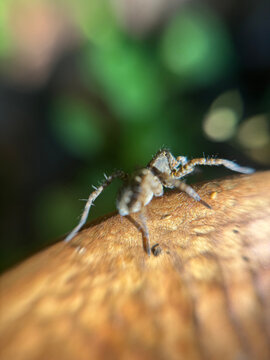 Pardosa lugubris - Forest wolf spider. Macro nature photography.