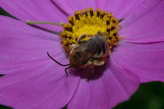 Long horned bee pollinating pink cosmos flower with yellow pollen