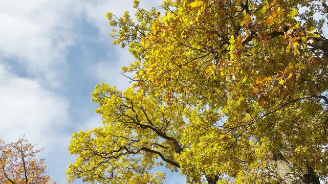 Golden autumn leaves sway gently against the sky in Catherine Park, Pushkin, Saint Petersburg. A peaceful POV walkthrough captures the empty autumn park with smooth forward motion.