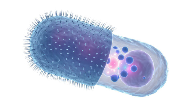Blue bacterium with internal organelles and external cilia, isolated on transparent background