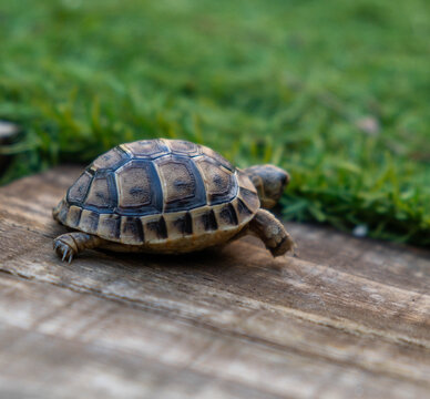 Side view of a young tortoise walking on wood