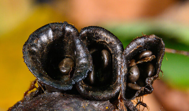 A specimen of the field bird&rsquo;s nest fungus (Cyathus olla (Batsch) Pers.), belonging to the family Nidulariaceae, phylum Basidiomycota, and class Agaricomycetes