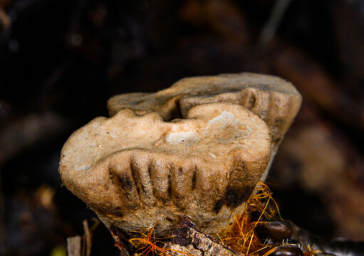 A specimen of the field bird&rsquo;s nest fungus (Cyathus olla (Batsch) Pers.), belonging to the family Nidulariaceae, phylum Basidiomycota, and class Agaricomycetes