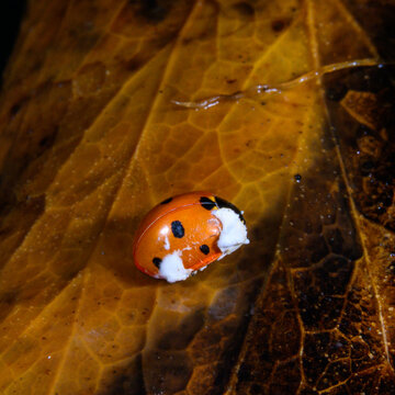 The seven spotted ladybird (Coccinella septempunctata), infected by an entomopathogenic fungus of the genus Beauveria, in Ukraine.