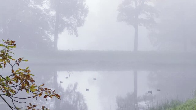 Ducks float across foggy water in Catherine Park, Pushkin, Saint Petersburg. Tree silhouettes reflect softly in the calm mist. The quiet scene brings a feeling of deep peace.