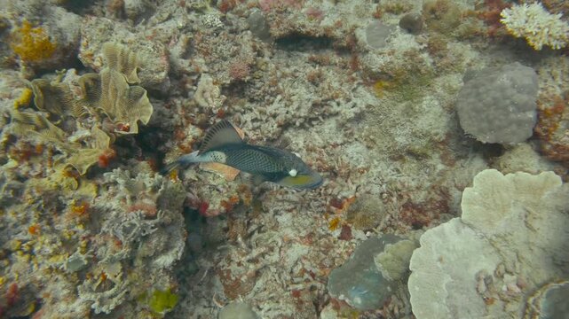 Titan /  Giant Triggerfish at the Great Barrier Reef - Norman Reef - Coral Sea - Australia