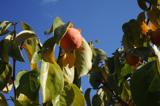 Le fruit du plaqueminier, le kaki