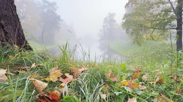 Autumn leaves rest in green grass near a misty canal in Catherine Park, Pushkin, Saint Petersburg. The soft fog creates a serene and peaceful mood.