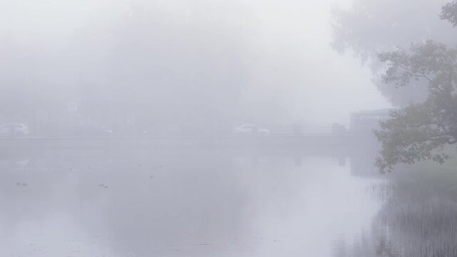Vehicles move through dense mist near water in Catherine Park, Pushkin, Saint Petersburg. Overhanging branches rest in the calm fog. The mysterious morning evokes a quiet and serene mood.