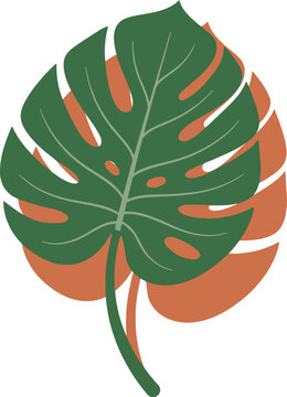 Colorful mons tera leaf with brown and green tones