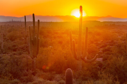 Cactus in Arizona