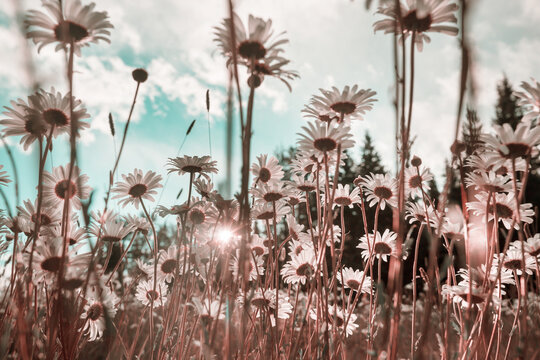 Chamomile