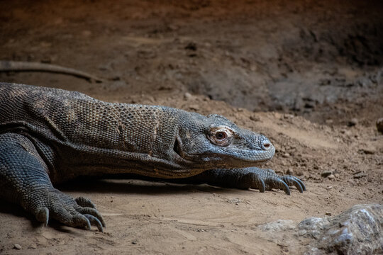Komodo Dragon resting on Sandy Ground