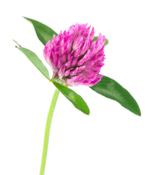 Clover flowers isolated on white background. Pink clover on a stem with green leaves. Medicinal herb.