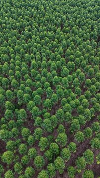 Aerial Drone View of Vibrant Green Eucalyptus Forest Farm