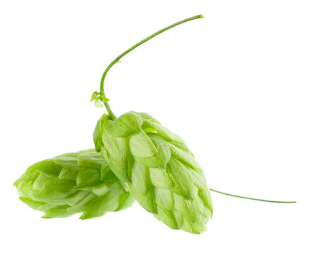 Fresh green hop branch isolated on white background. Hop cones. Beer brewing ingredient.